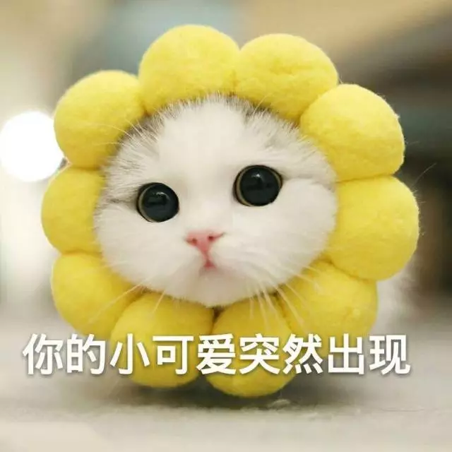 1e0f0e29236744fdb14e7b01032a311c.png